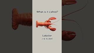 Can you name these seafood learnenglish dailyenglish english vocabulary seafood learn [upl. by Anerok534]