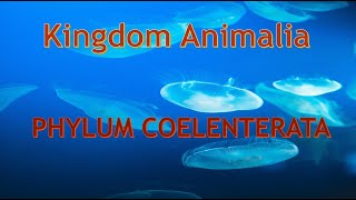 Phylum Cnidaria Coelenterata Characteristics and body forms [upl. by Ednutey]