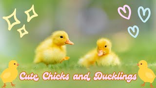 Little Quackers amp Chirpers  Ducklings amp Chicks for Babies [upl. by Nanreit]