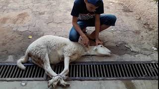 subcribe like comment طفل يذبح كبش لا يفوتكم A child slays a goat [upl. by Erolyat]