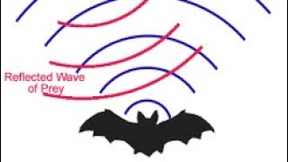 Bats echolocation School science project [upl. by Manlove]