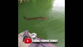 🔥 CATFISH STRIKE 🎣💥 fishing fish bigfish silure [upl. by Nabru346]