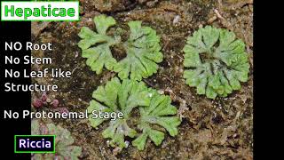 Classification of Bryophytes [upl. by Nitneuq]