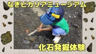 なぎビカリアミュージアムで化石発掘体験 Fossil collecting in Vicarya museum [upl. by Atiruam]