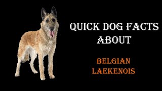 Quick Dog Facts About The Belgian Laekenois [upl. by Sunday]