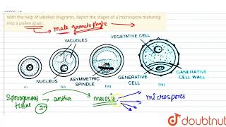 With the help of labelled diagrams depict the stages of a microspore maturing into a pollen grain [upl. by Anoirb]