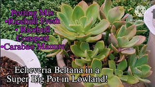 Repotting Echeveria Beltana in a big White Pot [upl. by Nuajed]