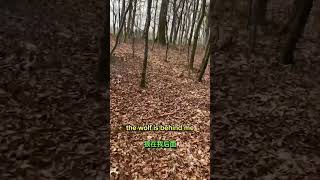 Forest🇩🇰 RunningInTheForest Denmark ImaginaryWolf WolfIllusion ScaryMoments Adventure [upl. by Zilla]