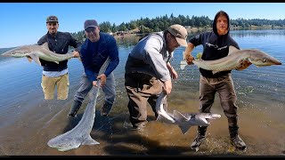 Puget Sound Shark Fishing Not Dogfish [upl. by Ardni]