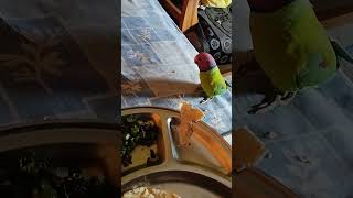 plum headed parrot 🦜 lunch 🍝🥗🍱 time all viral mp  trending 🔥🔥 video [upl. by Siulesoj]