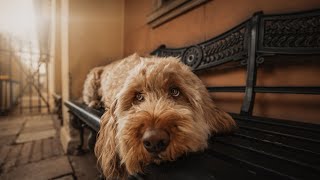 Adopt a Soft Coated Wheaten Terrier  How to Find a Rescued Dog [upl. by Atoiyanap611]