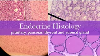 Endocrine histology [upl. by Erdnaxela124]