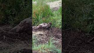 Duck chewing sheep sorrel ducks pastoralism duckfeed sorrel ipm oregon [upl. by Halsy]