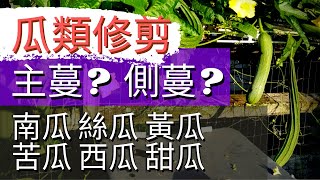 瓜類打側枝摘側蔓打頂【瓜類如何修剪】黃瓜，絲瓜，南瓜，甜瓜，西瓜，苦瓜 How to Prune Cucumber，Luffa，Watermelon，Squash，Cantaloupe [upl. by Obala]