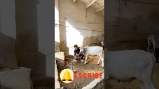 Hamara Sheru🐂or hamari bakri😍New pets aagaye cow new minivlog viralshorts [upl. by Atcele]