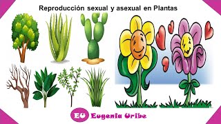 Reproducción asexual y sexual de las plantas [upl. by Nannoc503]