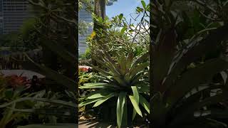 Gorgeous Bromeliads and Flower Dome Conservatory View at Gardens By The Bay Singapore March 2024 [upl. by Aicila]