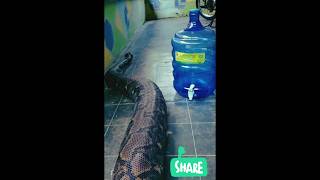 Giant Anaconda entry 😵😵 🐍 🐍 [upl. by Toback]