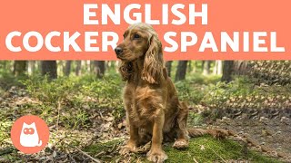 ENGLISH COCKER SPANIEL 🐶 Caring for a Playful Breed [upl. by Bogey299]