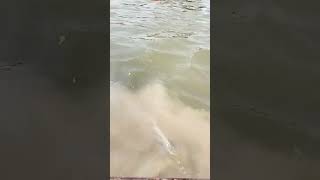 Triveni Sangam prayagraj allahabad prayagrajvlog [upl. by Porett]