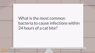 What is most common infection within 24 hours after a cat bite [upl. by Nosyerg]