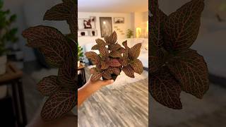 Fittonia Red Anne Nerve Plant fittonia plantcommunity plantlover [upl. by Ettenrahs]