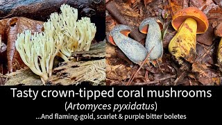 Tasty crowntipped coral mushrooms amp Vivid boletes Flaminggold violetgray amp scarletblue [upl. by Blaire]