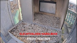 Slechtvalken ZuidWestVlaanderen  Harelbeke  19032024  Paring [upl. by Shimkus]