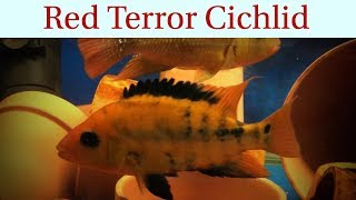 Species Profile Red Terror Cichlid F1 Mesoheros Festae Spawn [upl. by Gawen]