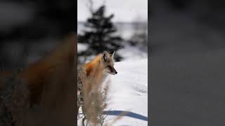 🦊 Discover the Amazing Red Fox Natures Clever Navigator 🌲  Wildlife Viewing Tours in Canada [upl. by Stegman515]