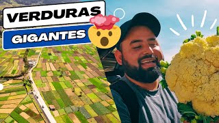 LAS VERDURAS MÁS GRANDES DE MUNDO 🌍 se cultivan en Guatemala 🇬🇹 [upl. by Furnary]