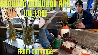 Propagating weeping willow and red osier dogwood cuttings New dogwood process learned from Ireland [upl. by Tammi]