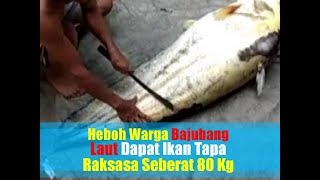 VIDEO Heboh Temuan Ikan Tapah Raksasa Seberat 80 Kg di Sungai Batanghari [upl. by Steady]