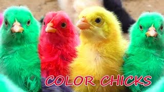 Colorful chicken babyschicks cute chickencolorful hen chicks video 🐣🐥🐣 [upl. by Jew629]