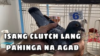 ISANG CLUTCH LANG PAHINGA NA AGAD Reggie Cruz Loft amp Aviary reggiecruzloftandaviary racingpigeon [upl. by Merril]