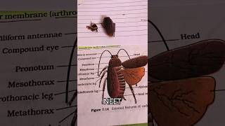 Neet Cockroach Periplaneta americana 🪳 practical 🙂 [upl. by Etireugram378]