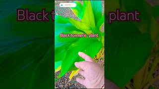 Black turmeric plantshorts gardening videoviral video ytshortshrtsfeed savita236kundu [upl. by Nedaj]