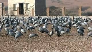 These wild Demoiselle Cranes are fed for charity in India [upl. by Sema307]