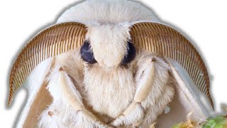 How to breed Mulberry Silkmoths Bombyx mori by Bart Coppens [upl. by Tadd]