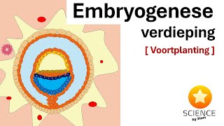 Embryologie Van zygote tot embryo week 1  4  Voortplanting [upl. by Naihtniroc]