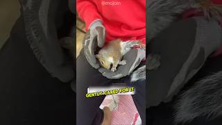 Woman Saves Squirrels facts animals rescue [upl. by Alemaj45]