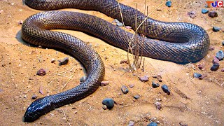 Most Venomous Snake in The World😲  Inland Taipan in Hindi  TUC [upl. by Nabal]