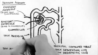 Renal Anatomy 2  Nephron [upl. by Krik]