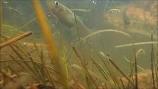 Mosquitofish Gambusia sp Samos Greece [upl. by Yvaht878]