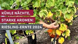 RieslingErnte in der Lage Fässerlay Ein Jahrgang voller Aroma 🍇🍷 [upl. by Eiramit436]