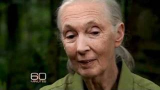 Jane Goodall and Her Chimps [upl. by Noremmac]