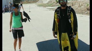 Peregrine Falcon Flying with Intrudair Barracuda Wingsuit [upl. by Novihc]