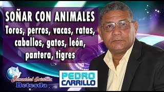 N° 095 quotSOÑAR CON ANIMALES TOROS VACAS PERROS RATAS CABALLOS GATOSquot Pastor Pedro Carrillo [upl. by Clarisa95]