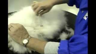 Safe Mat Removal for Long Haired Cats with Melissa Verplank [upl. by Rosaline85]