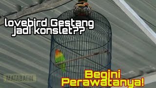 Lovebird Jantan amp Betina Gestangbegini solusinya dan perawatanya [upl. by Brenton]